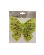 papillon vert