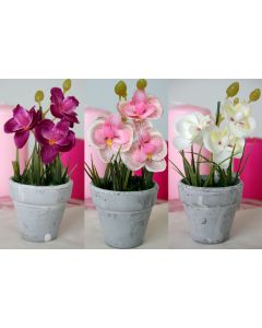 orchidée en pot 3 coloris